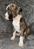 Female 1, a female Boxer for sale in Yakima, WA – 2 of 5