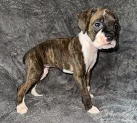 Female 2, a female Boxer for sale in Yakima, WA – 4 of 4