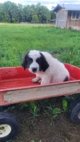 N4, a female Great Pyrenees and Maremma Sheepdog for sale in Mount Jackson, VA – 1 of 2
