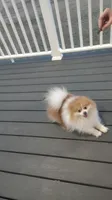 Teddy, a male Pomeranian for sale in Mount Jackson, VA – Photo 3 of 4