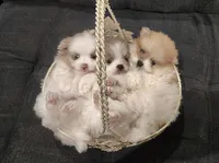 Boy 3, a male Pomeranian for sale in Mount Jackson, VA – Photo 5 of 5