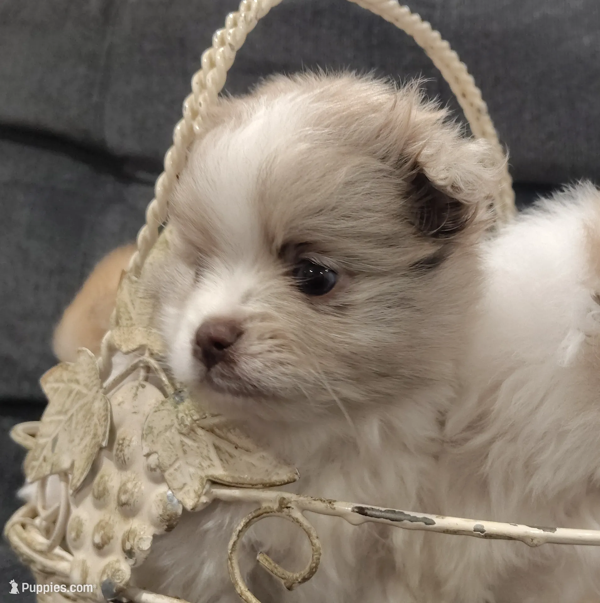 Boy 3, a male Pomeranian for sale in Mount Jackson, VA – Photo 3 of 5