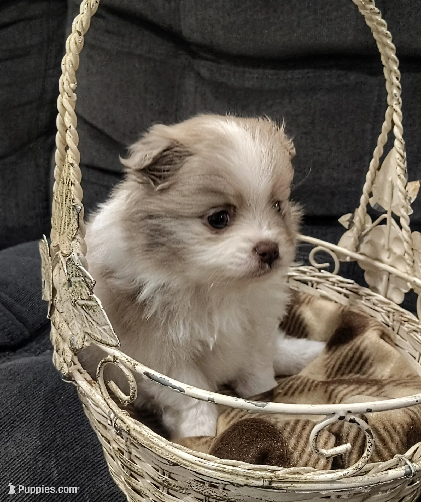 Boy 3, a male Pomeranian for sale in Mount Jackson, VA – Photo 2 of 5