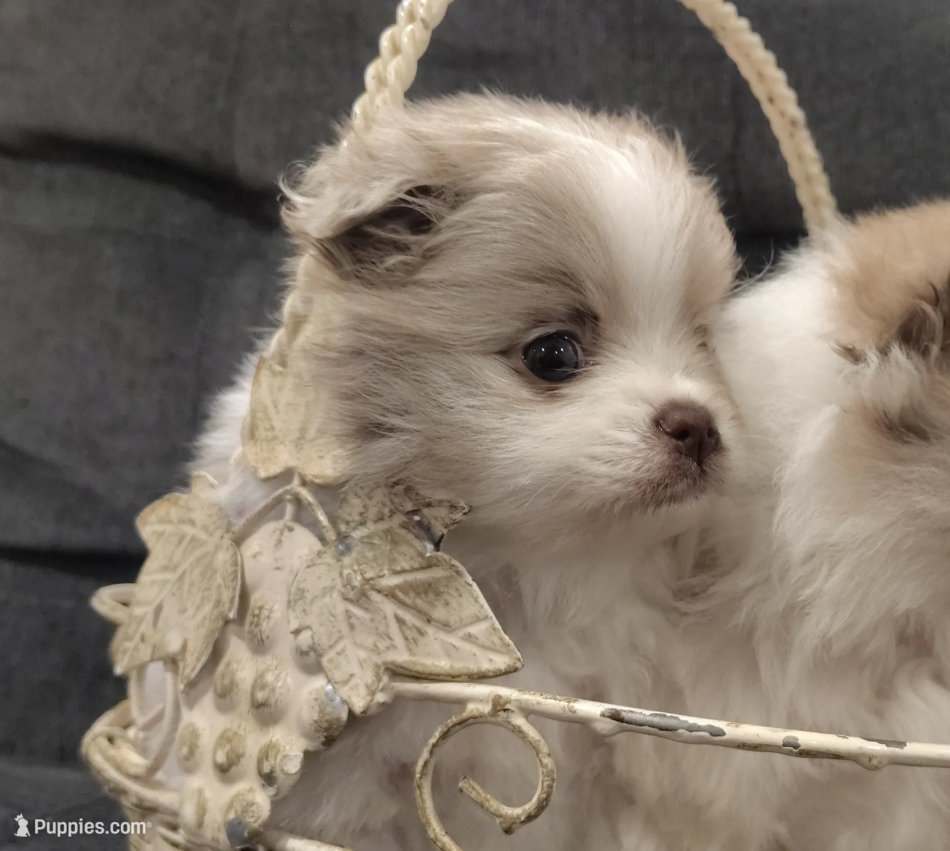 Boy 3, a male Pomeranian for sale in Mount Jackson, VA – Photo 4 of 5