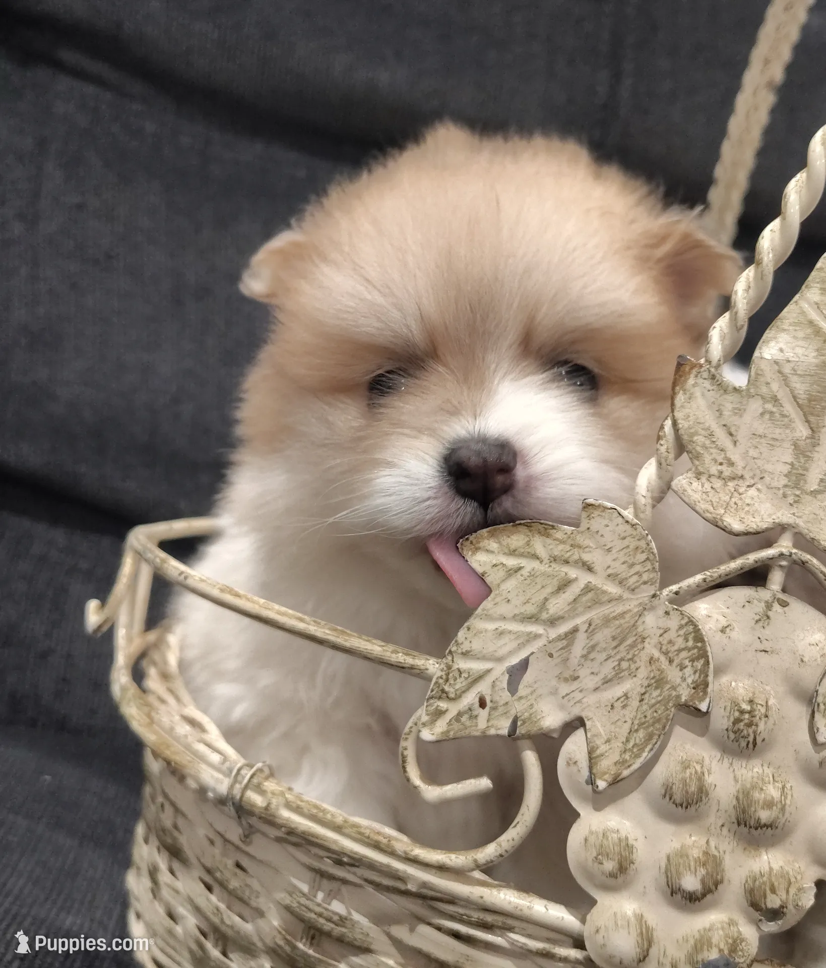 Girl 1, a female Pomeranian for sale in Mount Jackson, VA – Photo 2 of 6