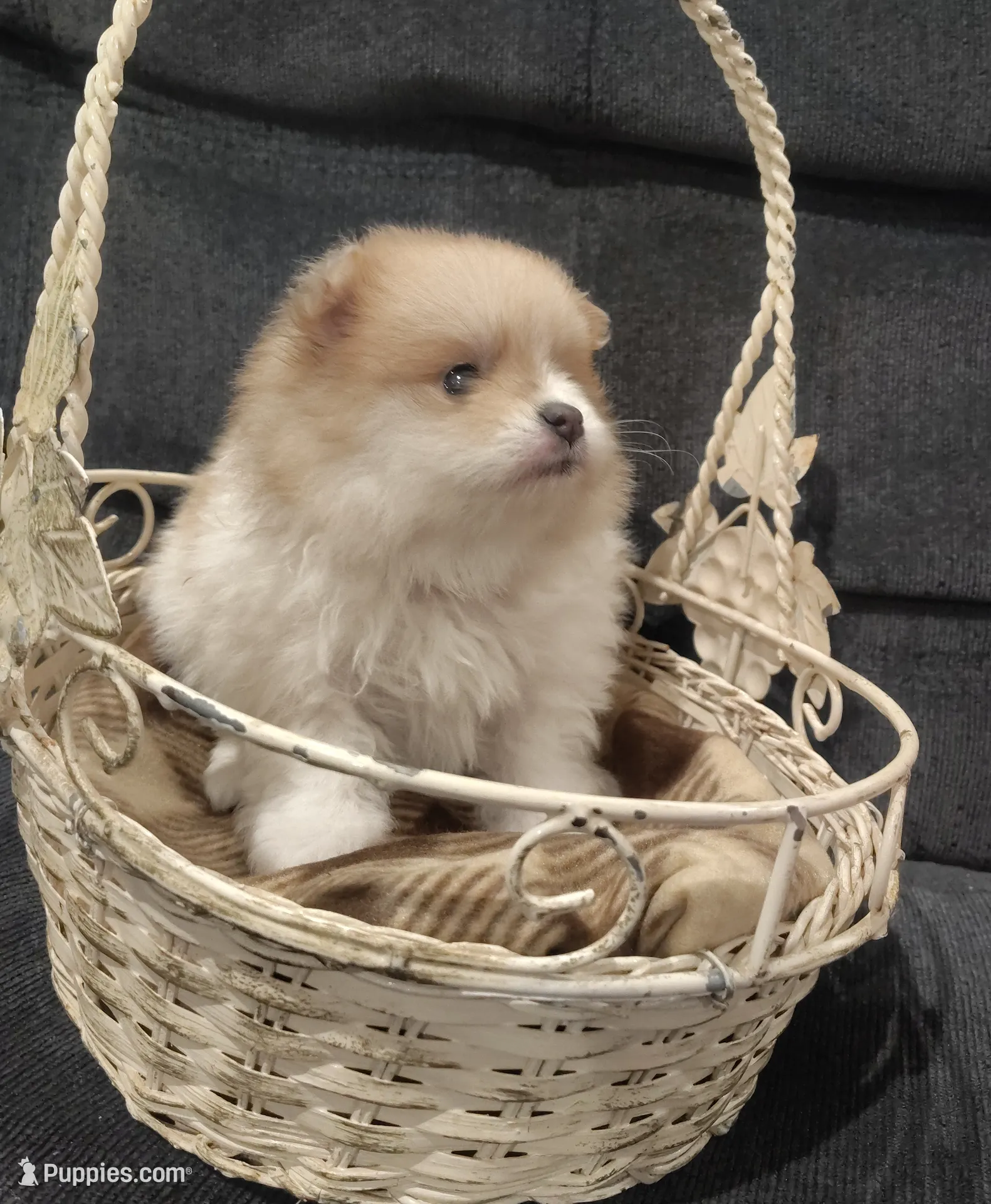 Girl 1, a female Pomeranian for sale in Mount Jackson, VA – Photo 4 of 6