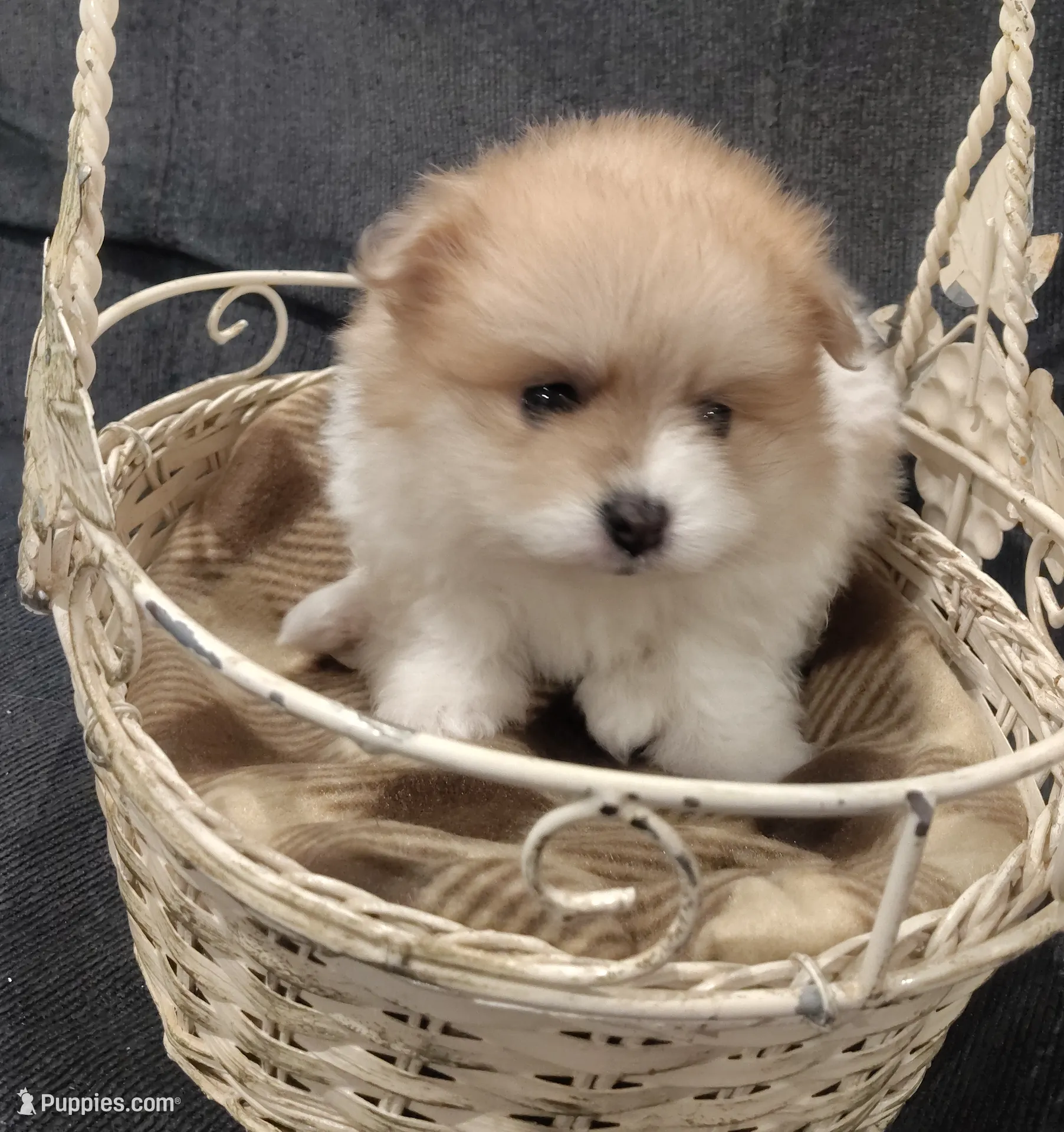 Girl 1, a female Pomeranian for sale in Mount Jackson, VA – Photo 3 of 6