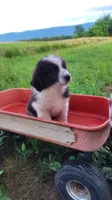 N3, a female Great Pyrenees and Maremma Sheepdog for sale in Mount Jackson, VA – 3 of 3