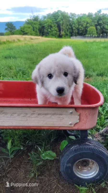 N2 – Great Pyrenees, Maremma Sheepdog puppy for sale in Mount Jackson, VA