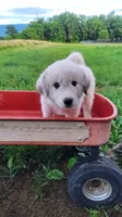 N2, a female Great Pyrenees and Maremma Sheepdog for sale in Mount Jackson, VA – 1 of 2
