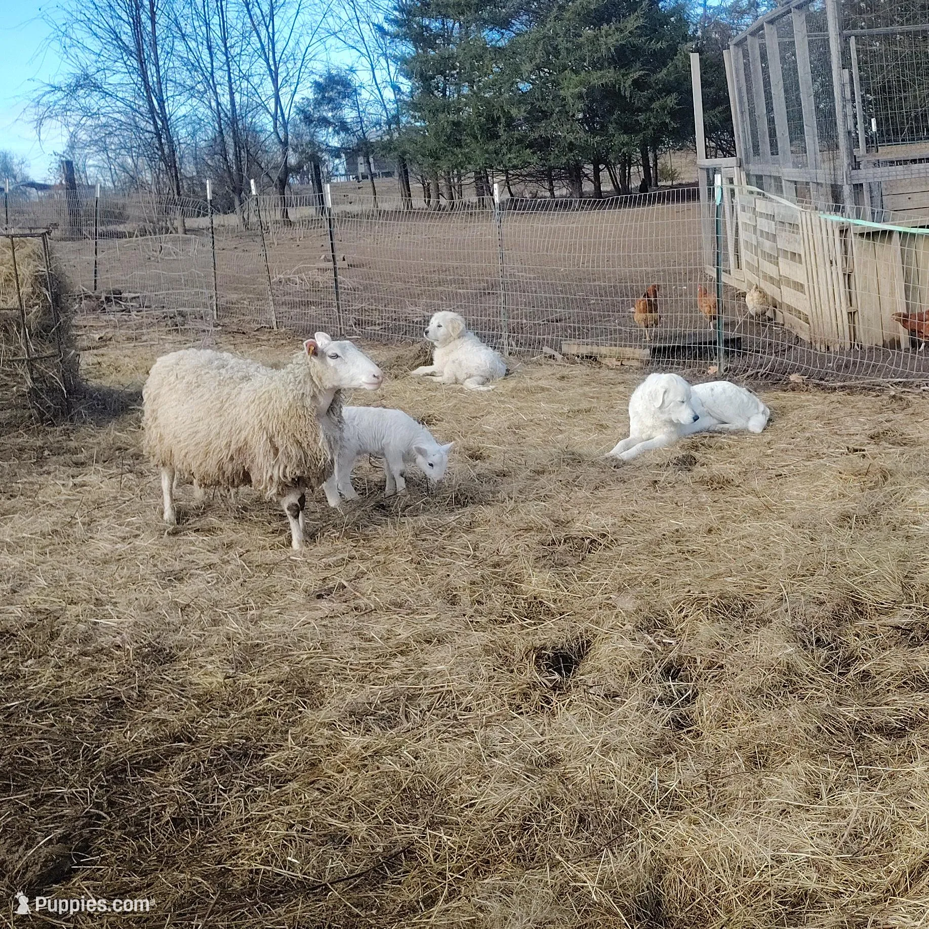 Buddy , a male Great Pyrenees and Maremma Sheepdog for sale in Mount Jackson, VA – Photo 3 of 5