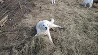 Buddy , a male Great Pyrenees and Maremma Sheepdog for sale in Mount Jackson, VA – Photo 5 of 5