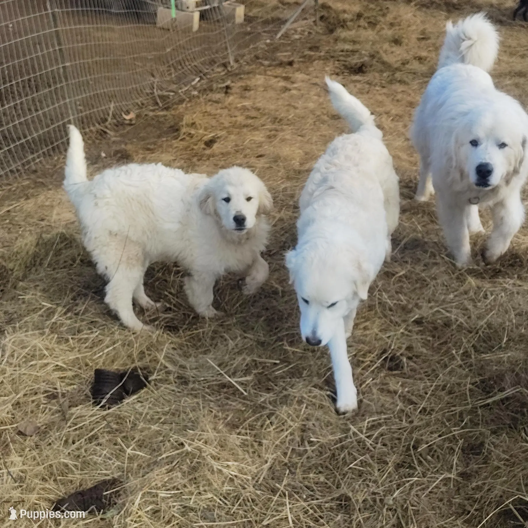 Buddy , a male Great Pyrenees and Maremma Sheepdog for sale in Mount Jackson, VA – Photo 2 of 5