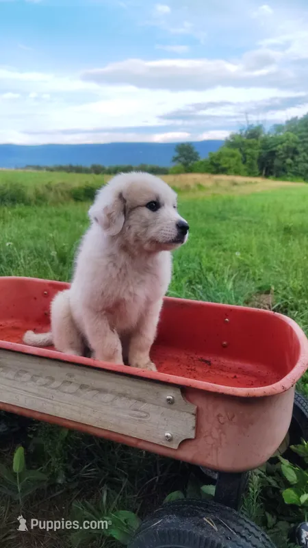 N1 – Great Pyrenees, Maremma Sheepdog puppy for sale in Mount Jackson, VA