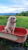 N1, a male Great Pyrenees and Maremma Sheepdog for sale in Mount Jackson, VA – 1 of 3