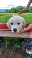 N2, a female Great Pyrenees and Maremma Sheepdog for sale in Mount Jackson, VA – 2 of 2