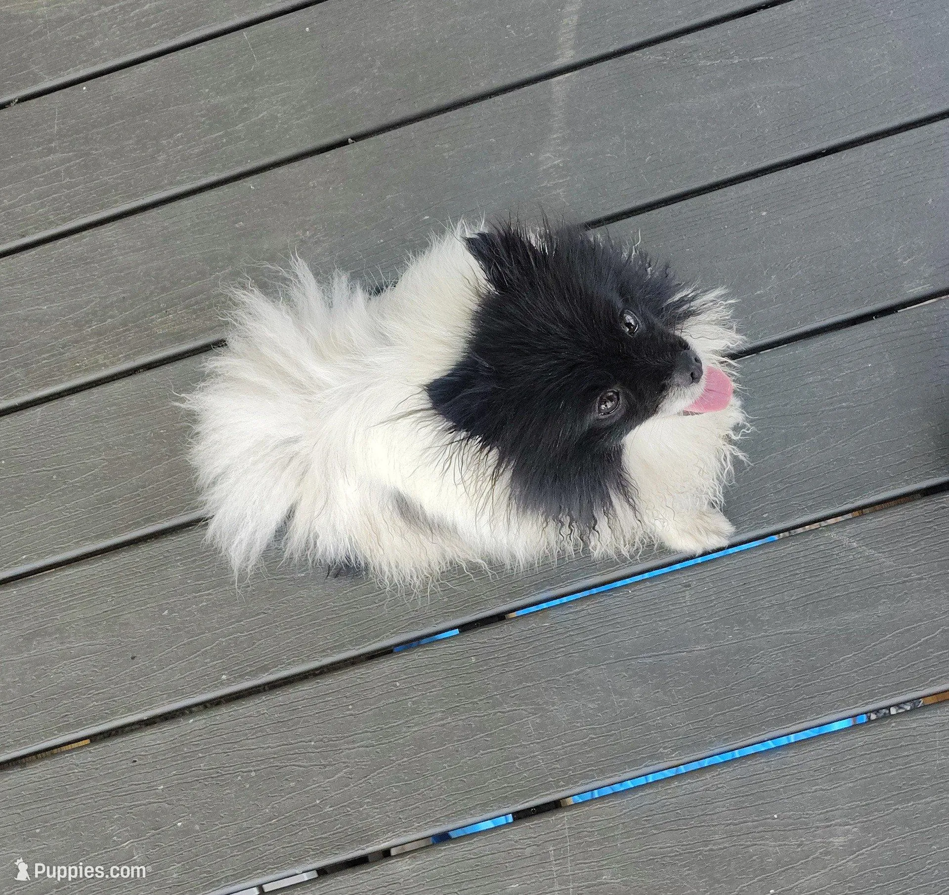 Bella – Pomeranian puppy for sale in Mount Jackson, VA