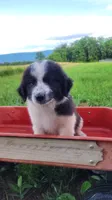N3, a female Great Pyrenees and Maremma Sheepdog for sale in Mount Jackson, VA – 2 of 3