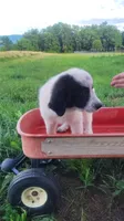 N4, a female Great Pyrenees and Maremma Sheepdog for sale in Mount Jackson, VA – 2 of 2