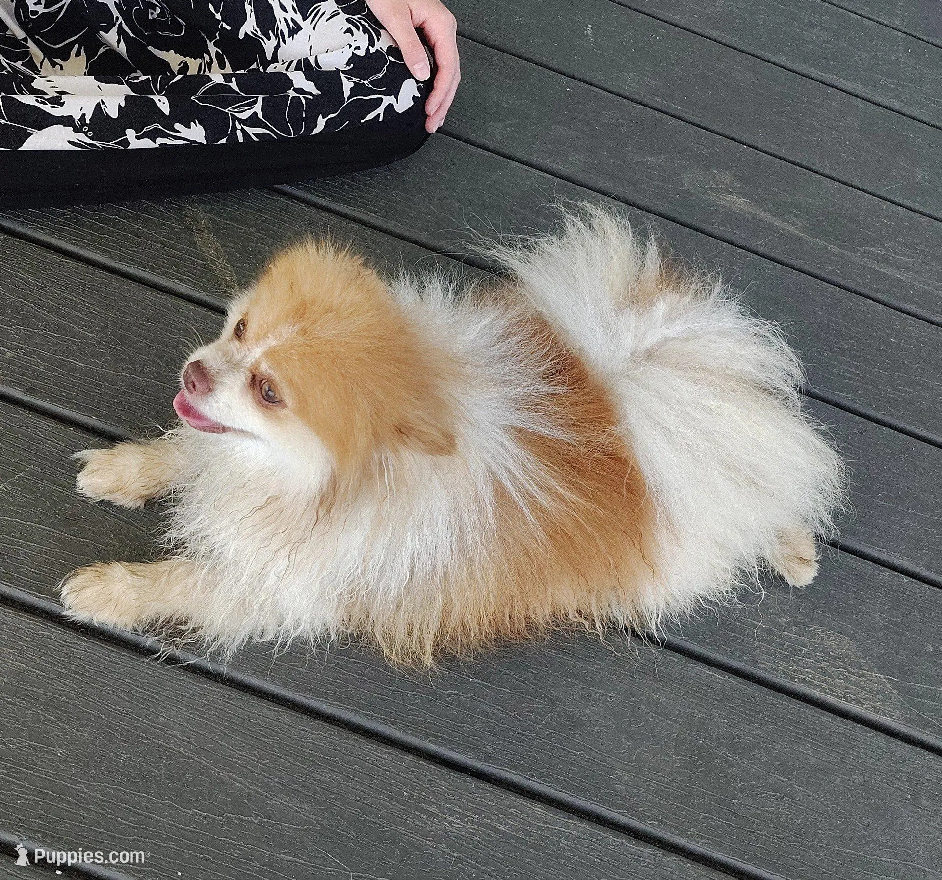 Teddy – Pomeranian puppy for sale in Mount Jackson, VA