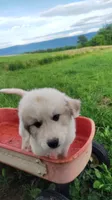 N1, a male Great Pyrenees and Maremma Sheepdog for sale in Mount Jackson, VA – 3 of 3