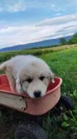 N1, a male Great Pyrenees and Maremma Sheepdog for sale in Mount Jackson, VA – 2 of 3