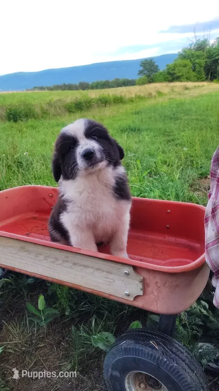 N3 – Great Pyrenees, Maremma Sheepdog puppy for sale in Mount Jackson, VA