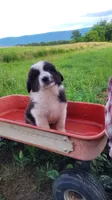N3, a female Great Pyrenees and Maremma Sheepdog for sale in Mount Jackson, VA – 1 of 3
