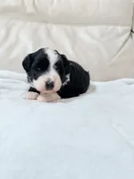 Oreo, a male Australian Shepherd and Goldendoodle for sale in Greenfield, OH – 2 of 6