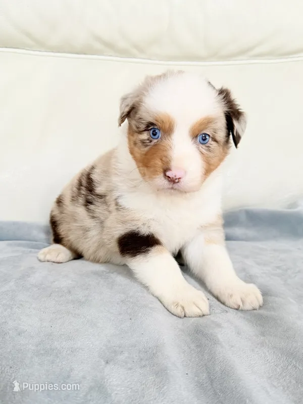 Male Red Merle  – Australian Shepherd puppy for sale in Greenfield, OH