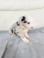 Male Blue Merle #1, a male Australian Shepherd for sale in Greenfield, OH – 4 of 7