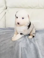 Male Blue Merle #1, a male Australian Shepherd for sale in Greenfield, OH – 7 of 7