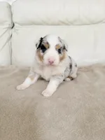Female Blue Merle #1, a female Australian Shepherd for sale in Greenfield, OH – 4 of 4