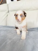 Male Red Merle , a male Australian Shepherd for sale in Greenfield, OH – 4 of 5
