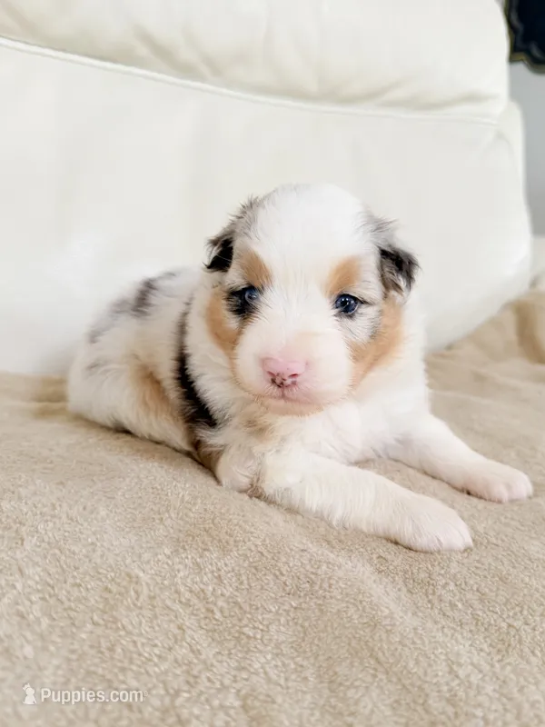 Female Blue Merle #2 – Australian Shepherd puppy for sale in Greenfield, OH