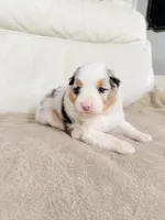 Female Blue Merle #2, a female Australian Shepherd for sale in Greenfield, OH – 3 of 4