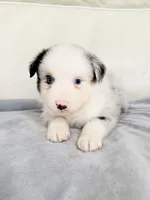 Male Blue Merle #2, a male Australian Shepherd for sale in Greenfield, OH – 2 of 4