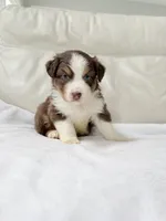 Maverick , a male Australian Shepherd for sale in Greenfield, OH – 2 of 4