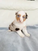 Male Red Merle , a male Australian Shepherd for sale in Greenfield, OH – 3 of 5