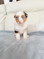 Male Red Merle , a male Australian Shepherd for sale in Greenfield, OH – 2 of 5