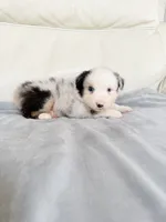 Male Blue Merle #2, a male Australian Shepherd for sale in Greenfield, OH – 3 of 4