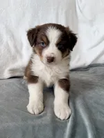 Maverick , a male Australian Shepherd for sale in Greenfield, OH – 4 of 5