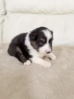 Male Black Tri, a male Australian Shepherd for sale in Greenfield, OH – 4 of 5