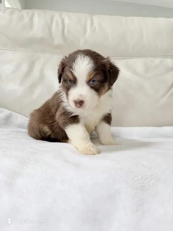 Maverick  – Australian Shepherd puppy for sale in Greenfield, OH