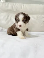 Maverick , a male Australian Shepherd for sale in Greenfield, OH – 1 of 4