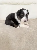 Male Black Tri, a male Australian Shepherd for sale in Greenfield, OH – 2 of 5