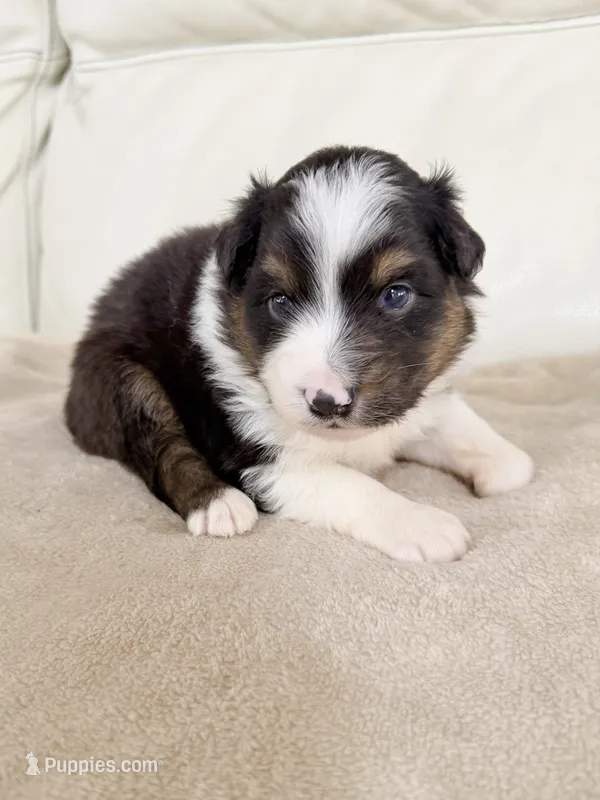 Male Black Tri – Australian Shepherd puppy for sale in Greenfield, OH