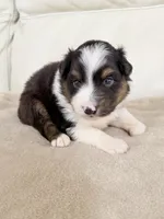 Male Black Tri, a male Australian Shepherd for sale in Greenfield, OH – 1 of 5