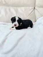 Oreo, a male Australian Shepherd and Goldendoodle for sale in Greenfield, OH – 6 of 6