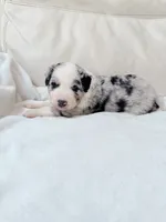 Cooper, a male Australian Shepherd and Goldendoodle for sale in Greenfield, OH – 3 of 4